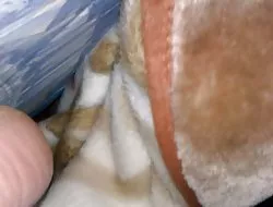 Anal adolescente en alfombra de aceite resbaladiza